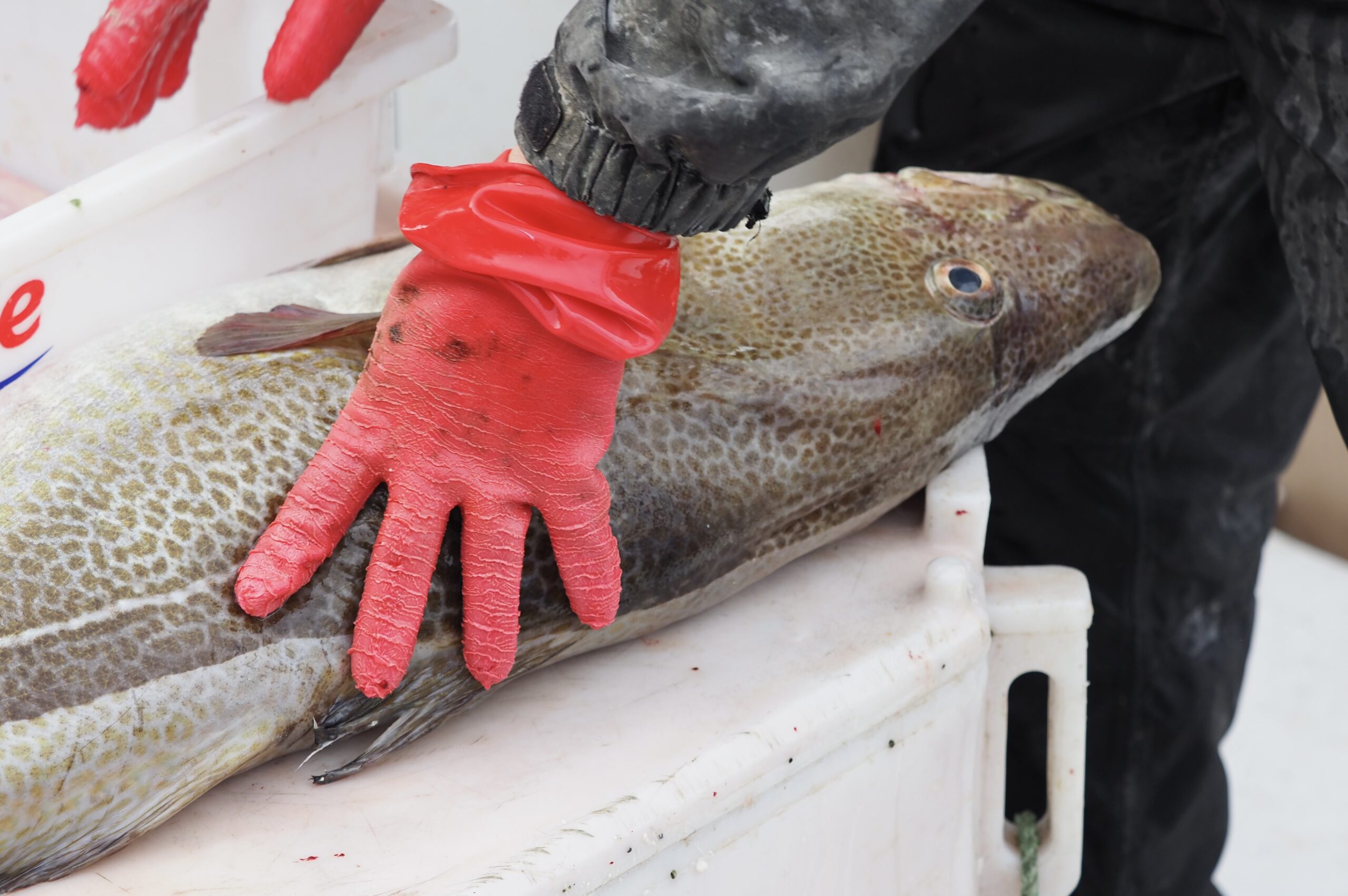 Ålesund Sjømatfestival